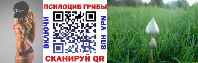 закладка  Почеп  Псилоцибиновые грибы мицелий 
